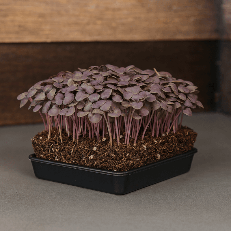 Basil Microgreens live tray from ChefPax