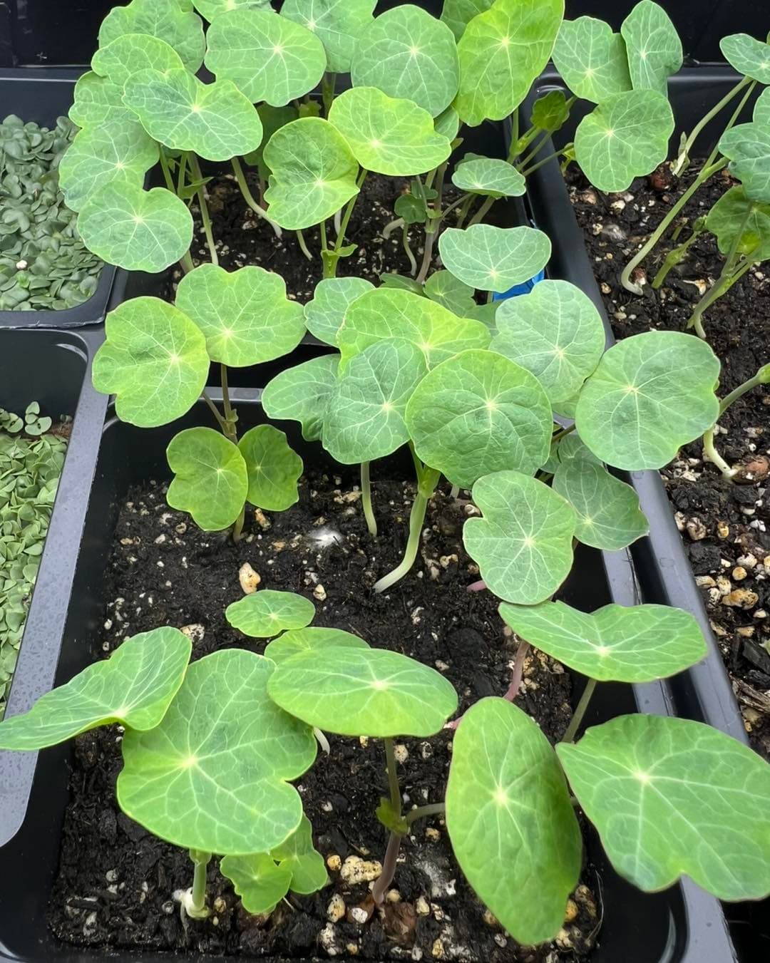 Nasturtium Microgreens live tray from ChefPax