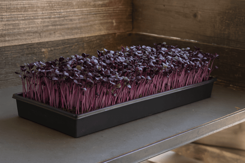 Radish Microgreens live tray from ChefPax