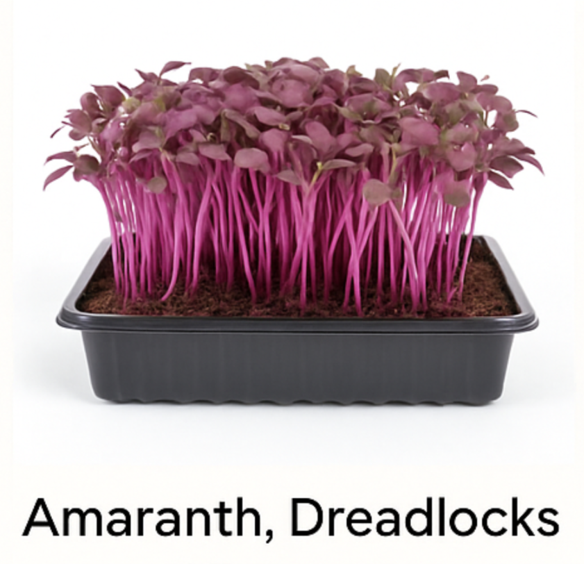 Live Tray — Amaranth (10×20)