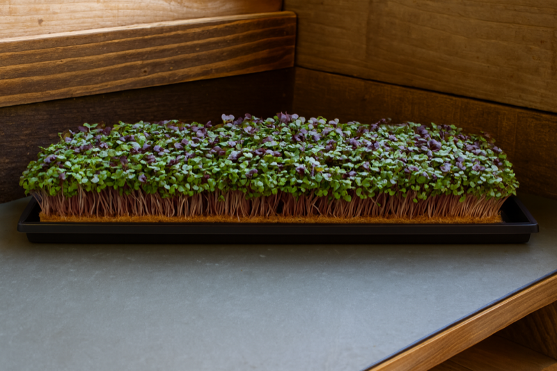 ChefPax Mix — Live Tray