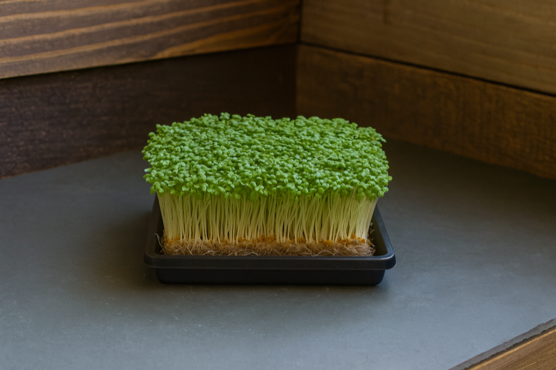 Wasabi Mustard — 5×5