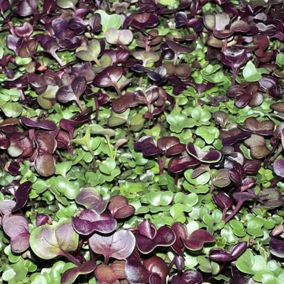 ChefPax Mix — Live Tray