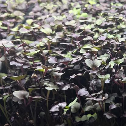 Rambo Purple Radish — Live Tray