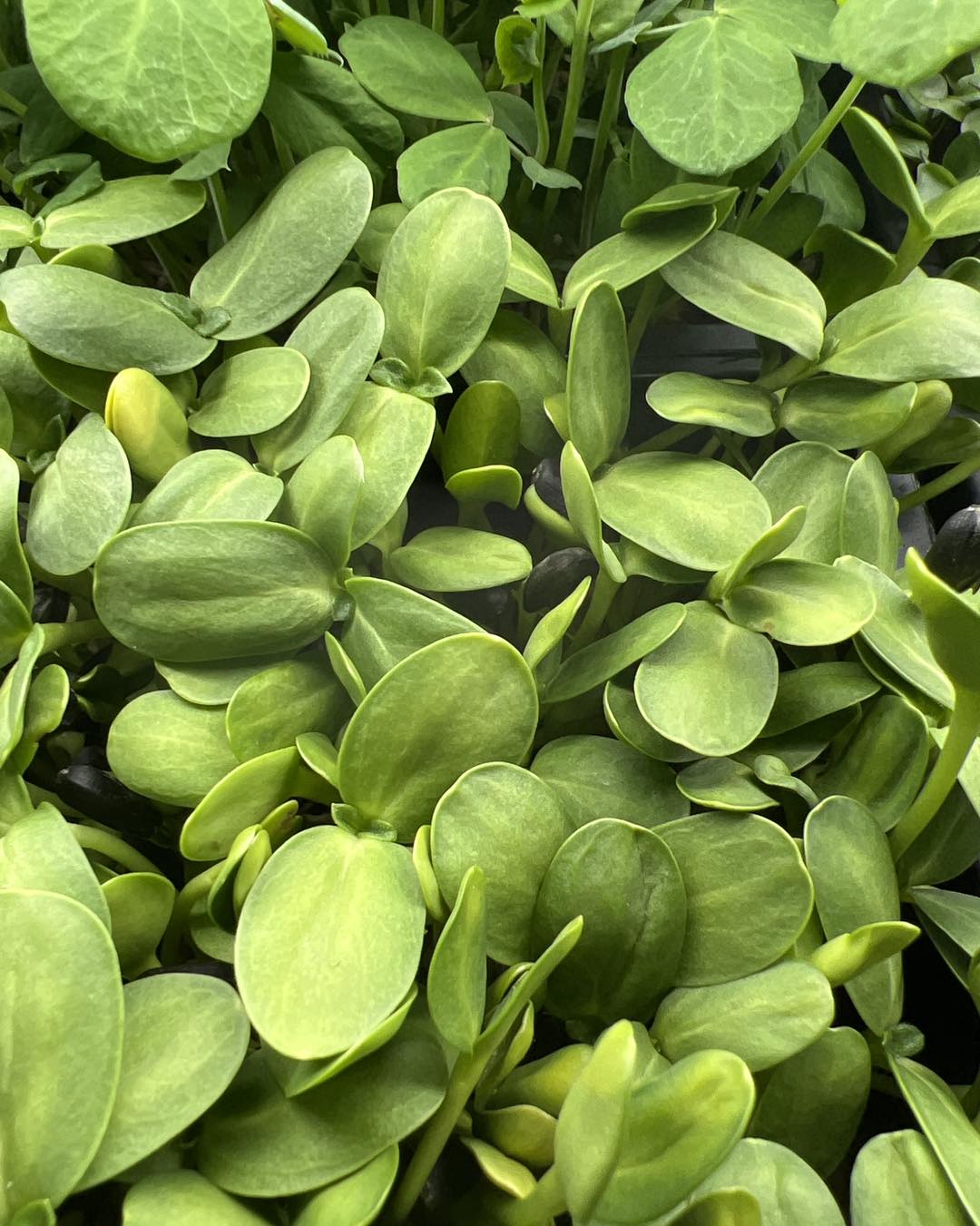 Black Oil Sunflower — Live Tray