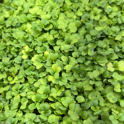 Wasabi Mustard — Live Tray (10×20)