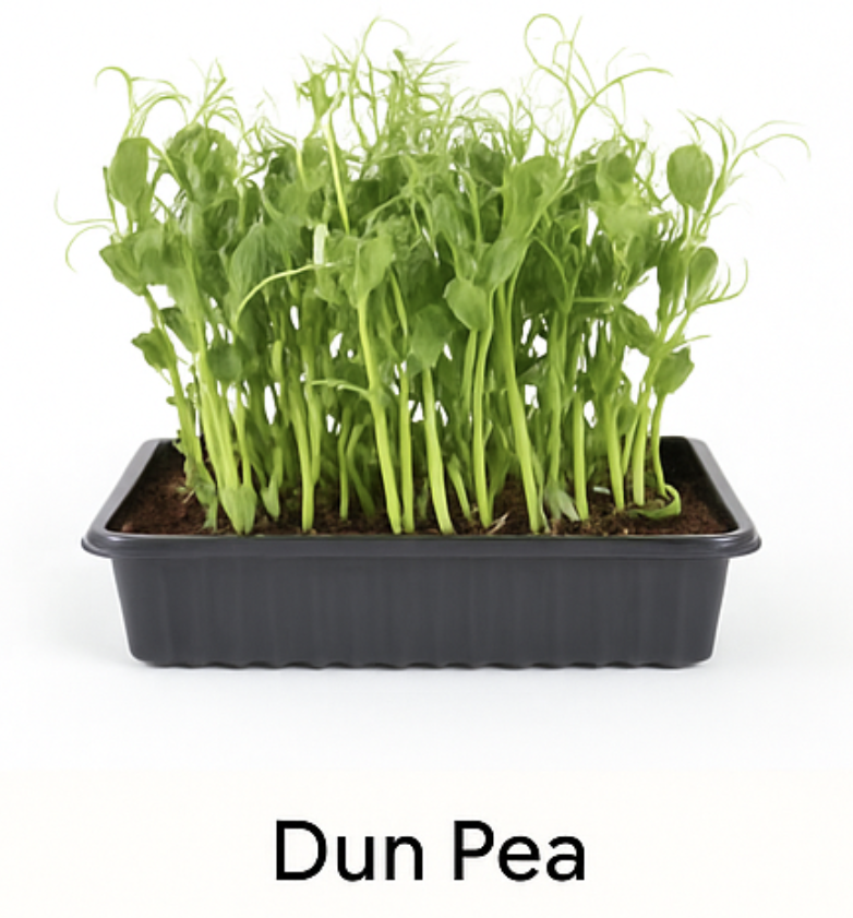 Live Tray — Pea Shoots (10×20)