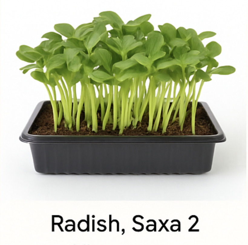 Live Tray — Radish (10×20)