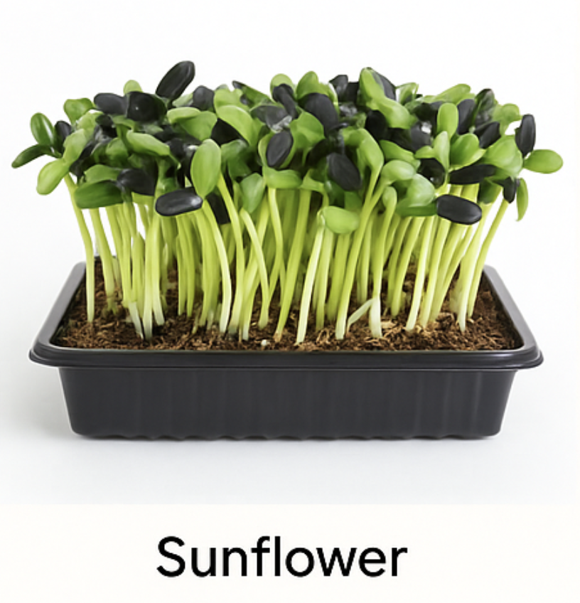 Live Tray — Sunflower (10×20)